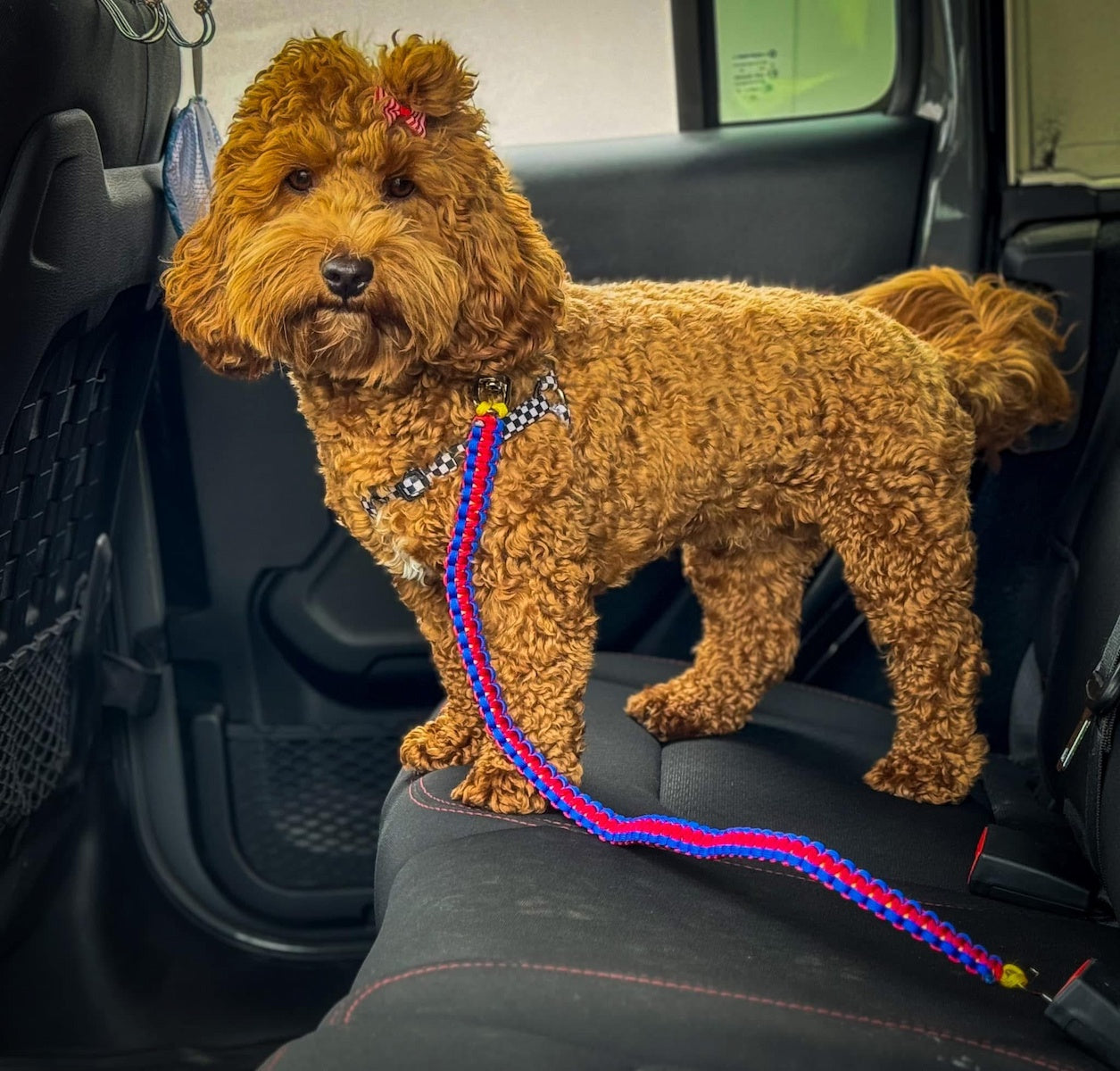 Dog in the back seat of a car wearing a paracord seatbelt