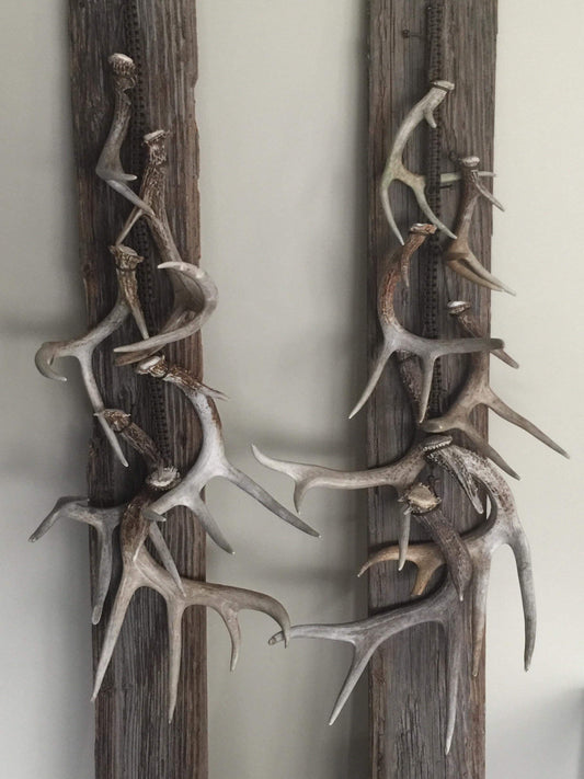 Antler Decor (per foot)